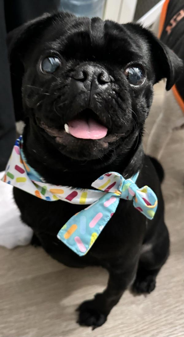 /Images/uploads/PUG NATION RESCUE OF LOS ANGELES/pugnation/entries/32417thumb.jpg